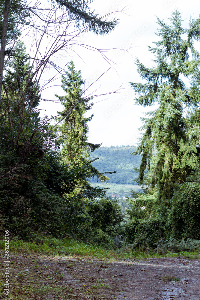 Fototapeta premium Scenic countryside view glimpsed through the trees on a forest walk