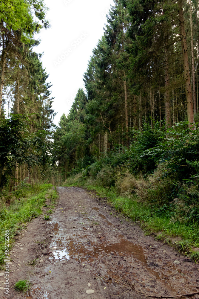 Obraz premium A pathway leading the journey through a forest