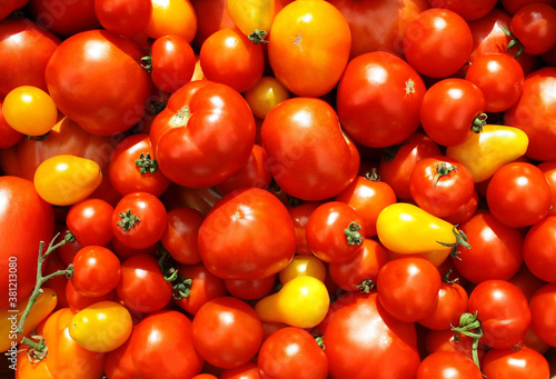 Różne odmiany pomidorów