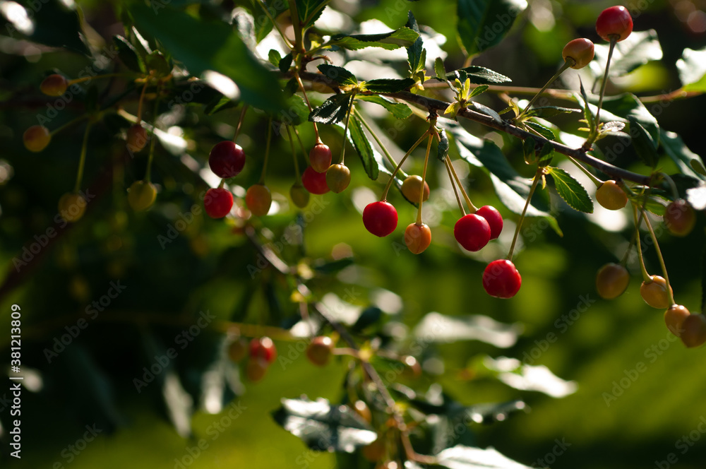 Cherry berries on a tree branch close-up
