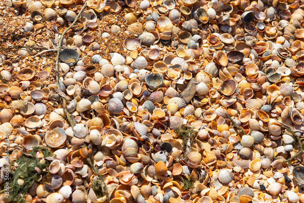 lots of small shells, use as a background or texture lots of small shells, use as a background or texture