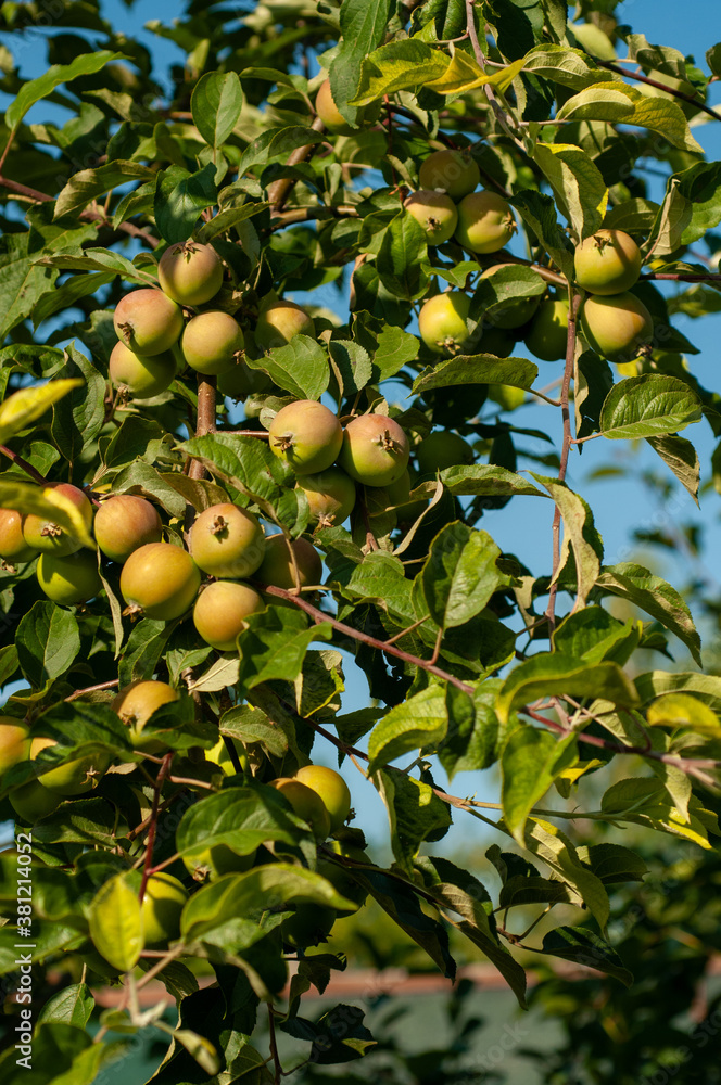 Branches of an apple tree with apples in an orchard