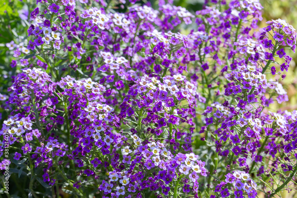 Lobularia blossom with purple lilac small flowers. Garden ornamental flowering plant. Background sunny summer backdrop Lobularia blossom with purple lilac small flowers. Garden ornamental flowering plant. Background sunny summer backdrop