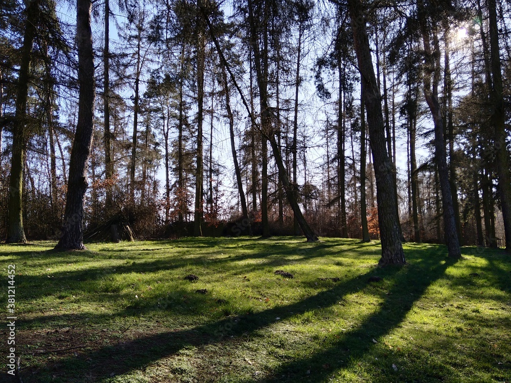 trees in the park