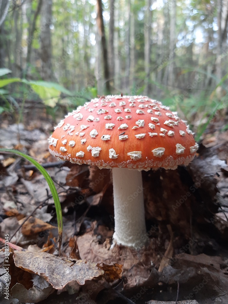 fly agaric, a poisonous mushroom with a red cap in white specks fly agaric, a poisonous mushroom with a red cap in white specks