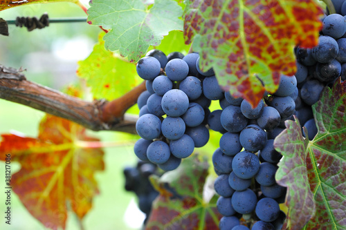 uvas de viñedo mexicano listas para el vino