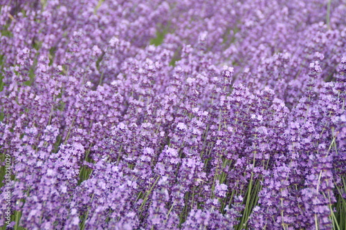 Field of Lavender  Lavandula angustifolia  Lavandula officinalis 