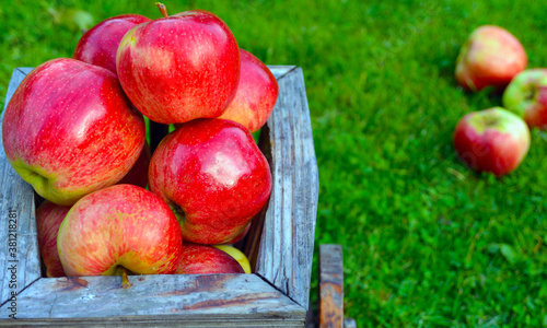 composition of red apples in a wooden pot on a background of juicy green grass