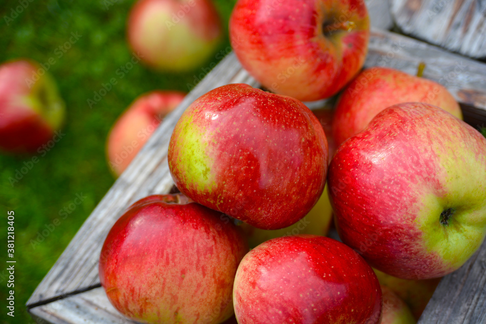 composition of red apples in a wooden pot on a background of juicy green grass composition of red apples in a wooden pot on a background of juicy green grass