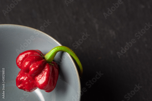 Fresh hot chilli hanging from stem on blue plate over dark background with space for text. Ripe Trinidad Scorpion Moruga (Capsicum Chinnese). Ideal for food recipe or restaurant menu sign photo