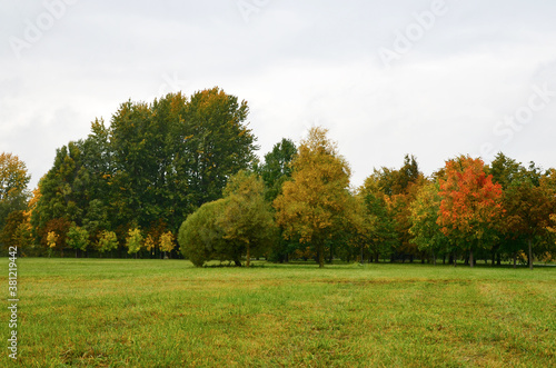 Trees with bright red and yellow leaves in a city park. Rainy cloudy weather. Concept for the autumn season and the approaching cold and winter