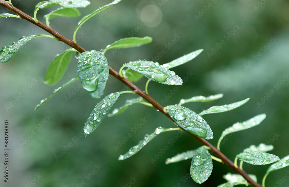 Spirea branch after a rain Spirea branch after a rain
