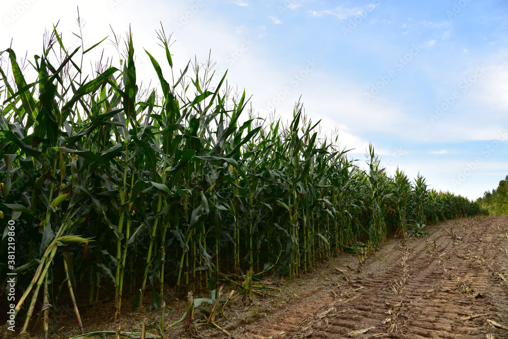 Fototapeta premium Young corn plants in a field. Maize or sweetcorn plants background. Cornfield texture. Agricultural and farm concept.