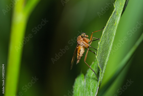 Snipe fly on a leaf