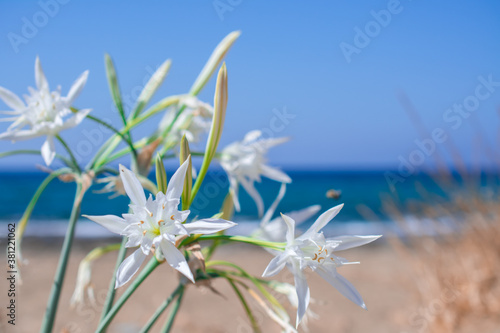 White Pancratium maritimum on the  beach, Crete island, Greece. photo