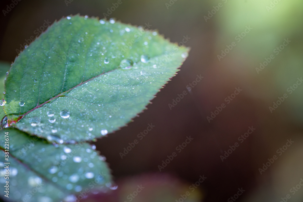 Close Up green leaf under sunlight in the garden. Natural background with copy space. Close Up green leaf under sunlight in the garden. Natural background with copy space.