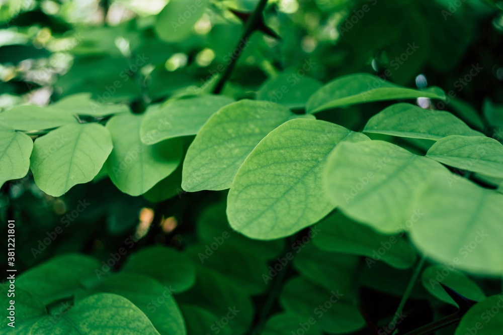 Green leaves of acacia on a tree branch. Green leaves of acacia on a tree branch.