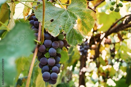 Isabella grape variety.