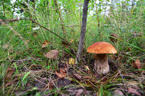 Boletus grows in the forest against the background of green vegetation. White mushroom for cooking and eat.