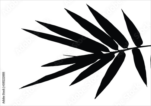 Bamboo leaves, isolated on background, Black and white bamboo leaves