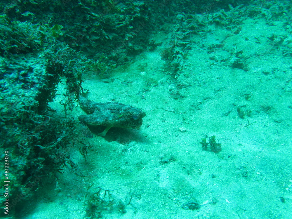 Fototapeta premium tortugas marinas