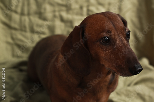The red-haired dachshund sits on the sofa on the linen sheet at home and looks. © Alien