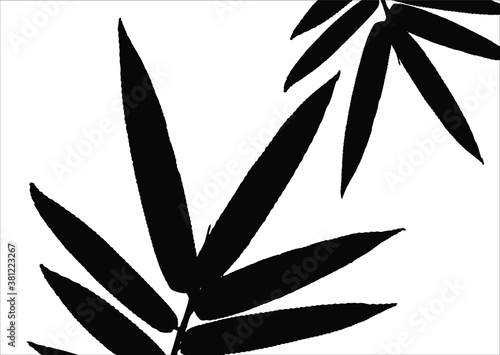 Bamboo leaves, isolated on background, Black and white bamboo leaves