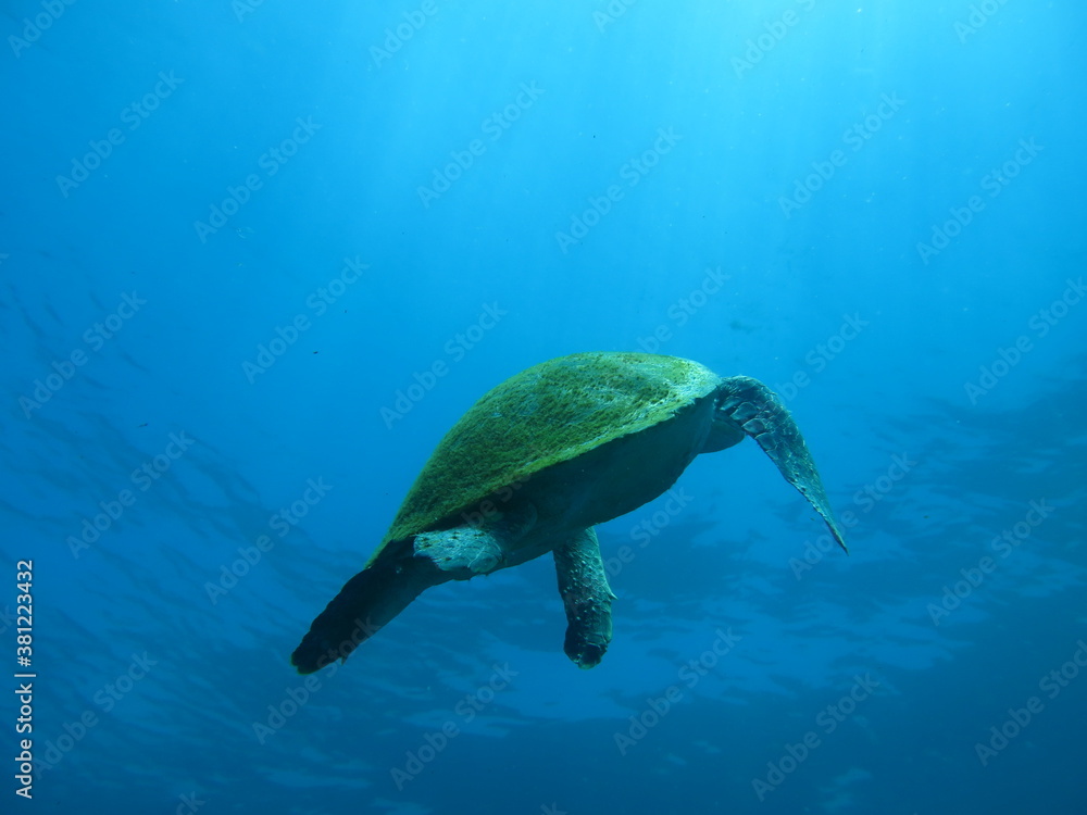 Obraz premium green sea turtle