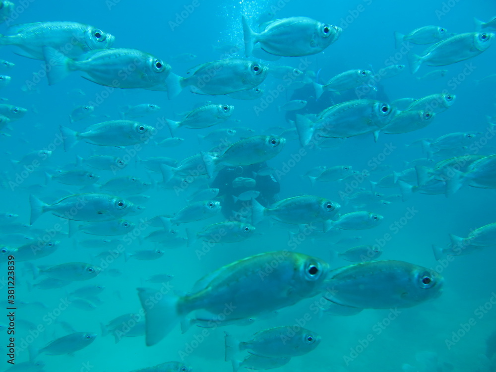 Fototapeta premium coral reef with fish