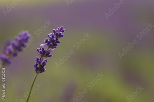 Lavender blossom with fuzzy background  natural  delicate colors.