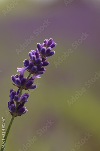 Lavender blossom with fuzzy background, natural, delicate colors.