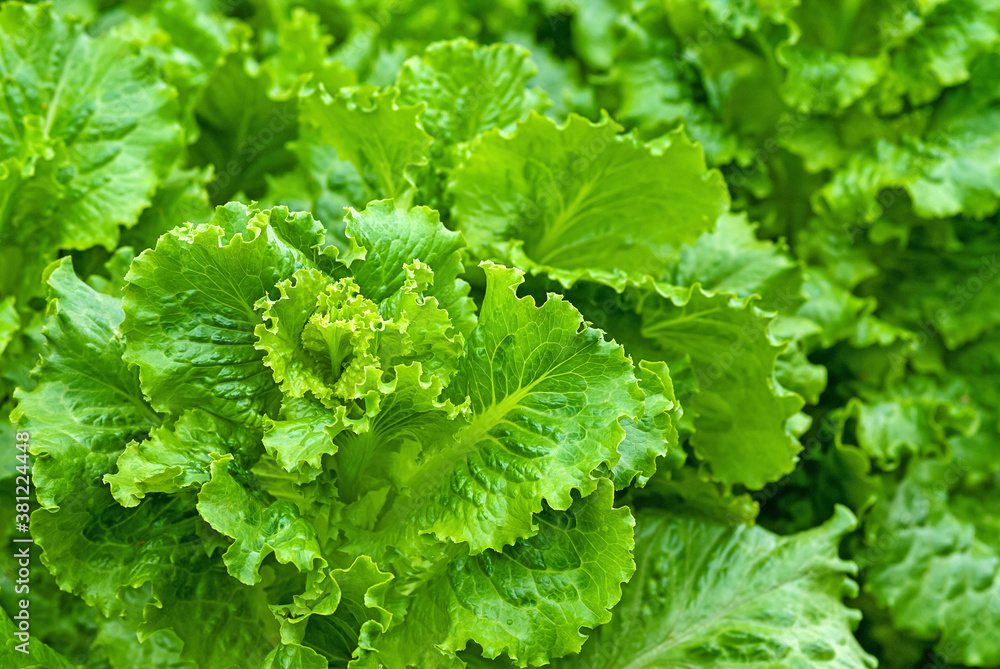 leaf lettuce plantation in organic vegetable garden leaf lettuce plantation in organic vegetable garden