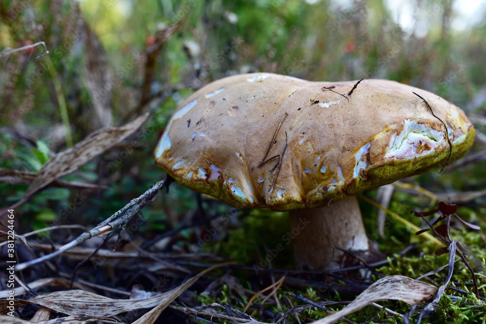 White wild mushroom in the forest against the background of green vegetation. Boletus grows in wildlife. Porcini bolete mushrooms White wild mushroom in the forest against the background of green vegetation. Boletus grows in wildlife. Porcini bolete mushrooms