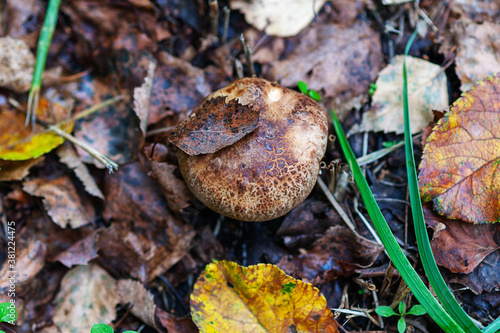 brown roll-rim mushroom in autumn forest, top view
