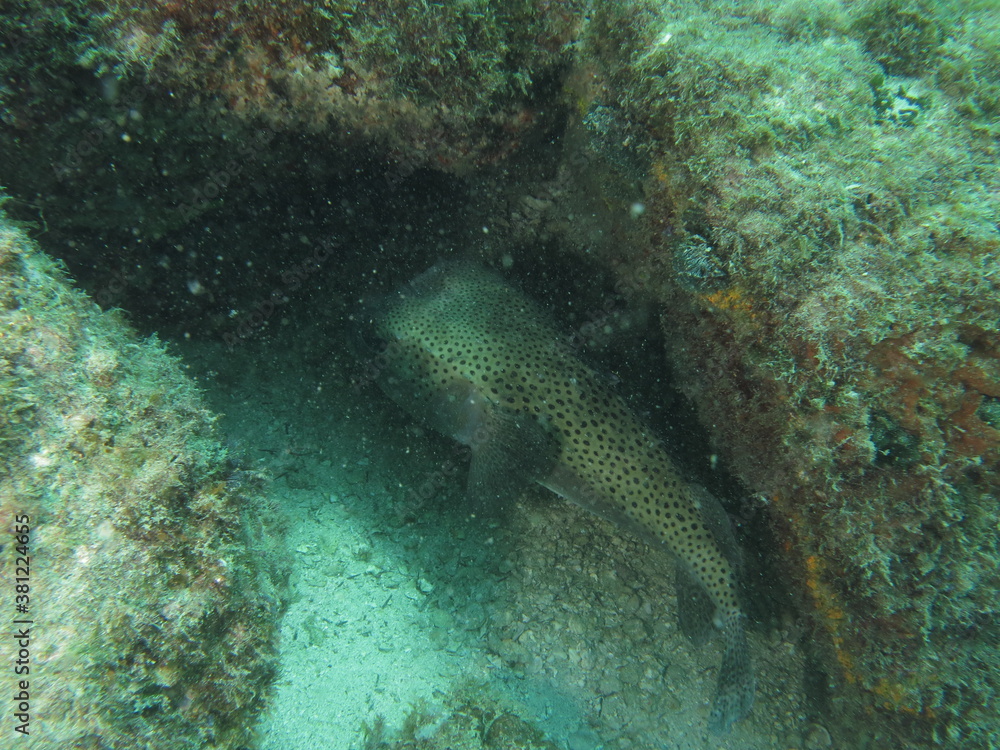 Fototapeta premium coral reef with fish