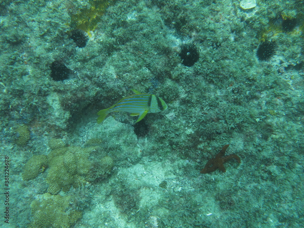 Fototapeta premium coral reef with fish