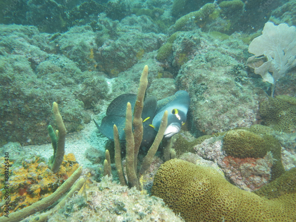 Naklejka premium coral reef with fish