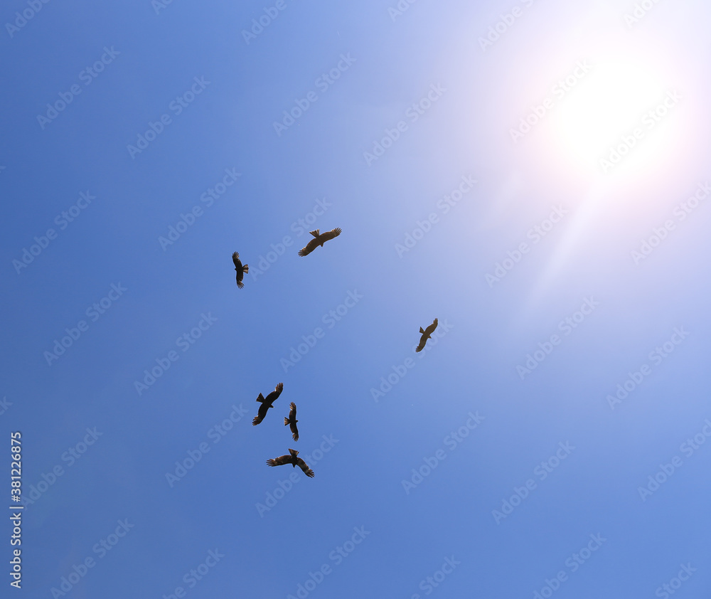 Eagles fly in the blue sky against the background of the sun