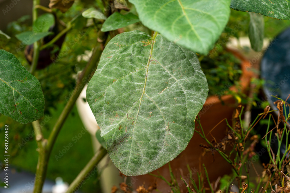 Symptoms of eggplant powdery mildew (Sphaerotheca fuliginea) in Japan Symptoms of eggplant powdery mildew (Sphaerotheca fuliginea) in Japan