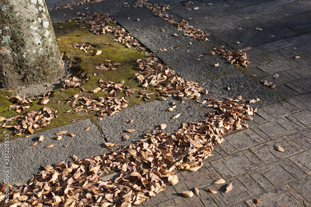 歩道に集まった落葉	