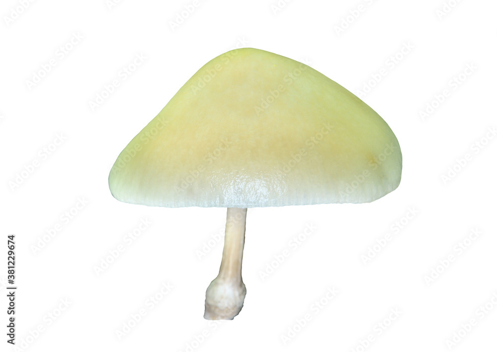 Edible mushroom (Oudemansiella mucida) on tree Edible mushroom (Oudemansiella mucida) on tree