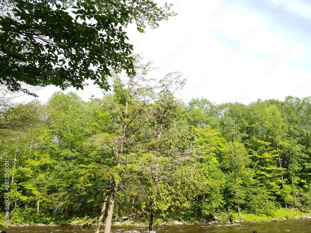 Fototapeta premium tree in the forest