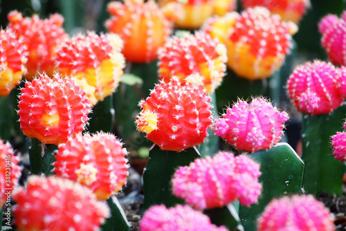 close up of colorful cactus plant background