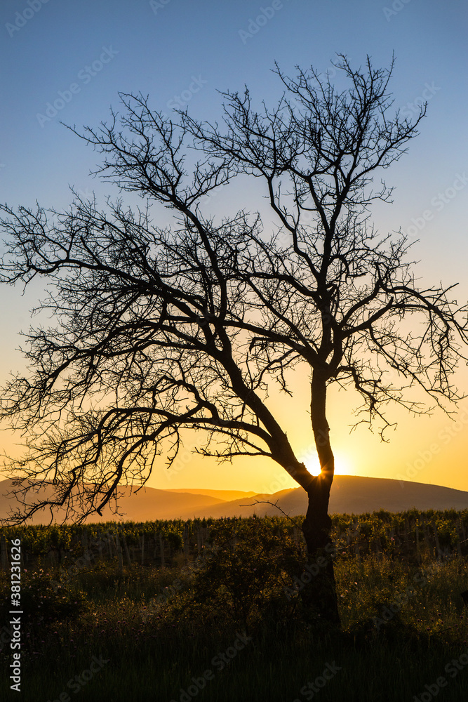 Beautiful tree in the sun