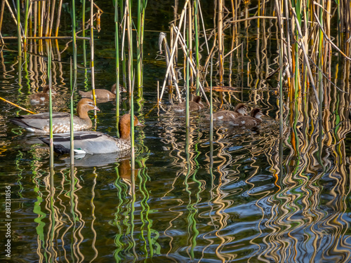Duck Family In Reeds