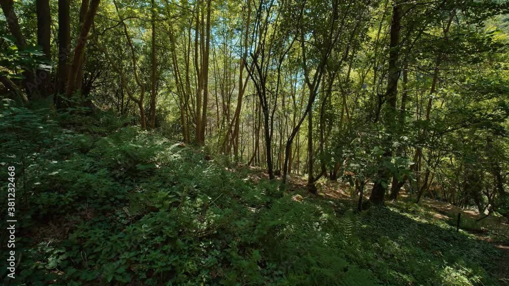 Path in the Woods Path in the Woods
