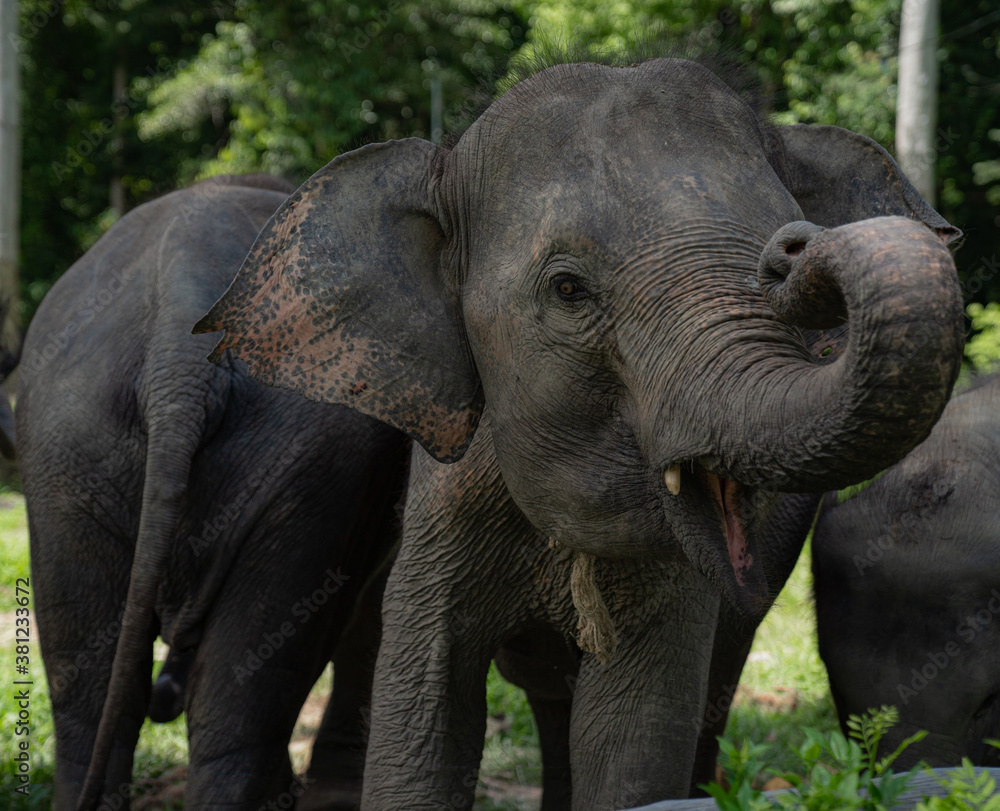 Fototapeta premium Asian Baby Elephants in Malaysia 