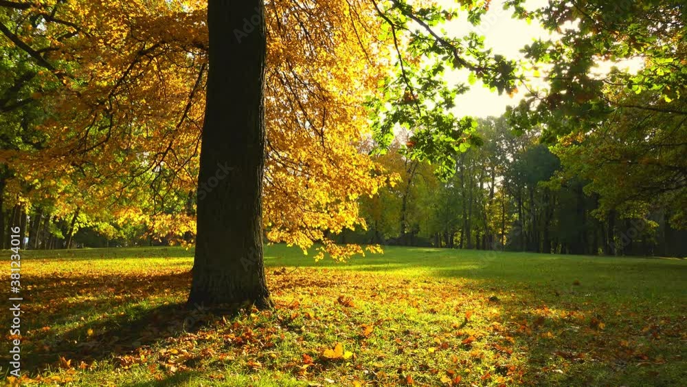 Landscape park in the early autumn morning. Landscape park in the early autumn morning.