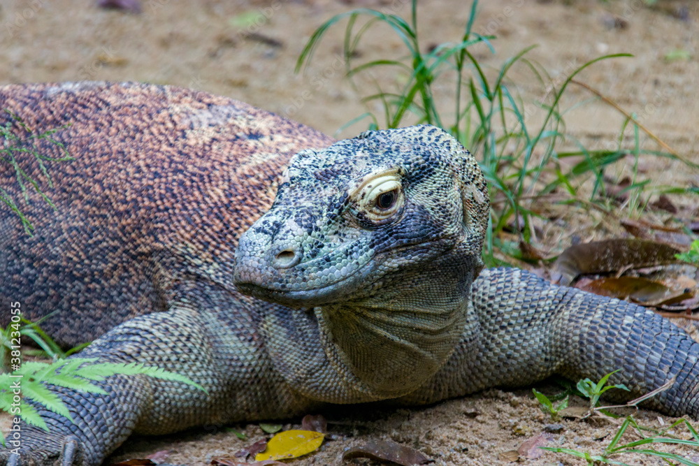 Obraz premium The Komodo dragon rests on the ground. it is also known as the Komodo monitor, a species of lizard found in the Indonesian islands of Komodo, Rinca, Flores, and Gili Motang.
