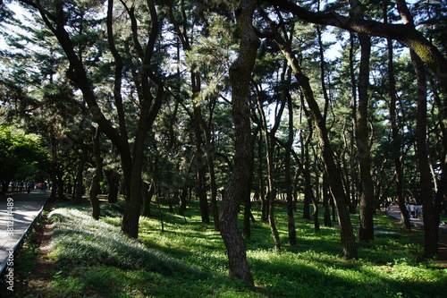 trees in the park